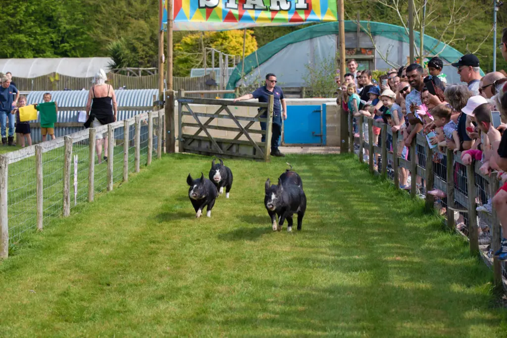 The Rare Breeds Centre