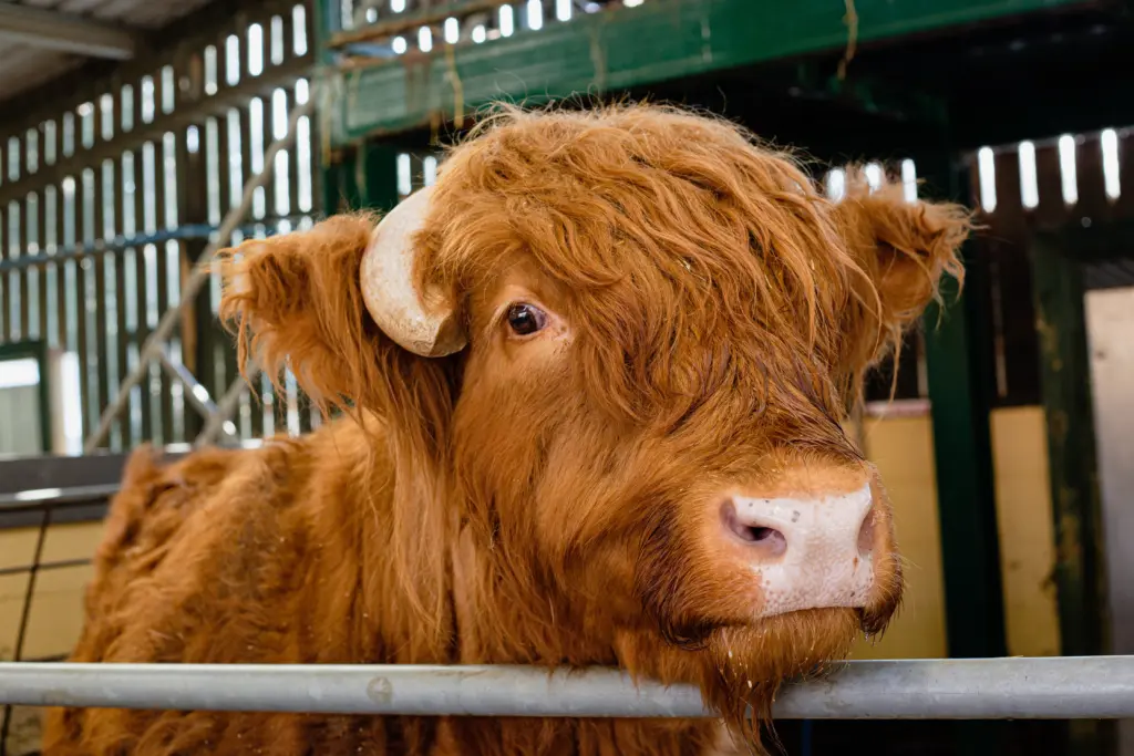 The Rare Breeds Centre