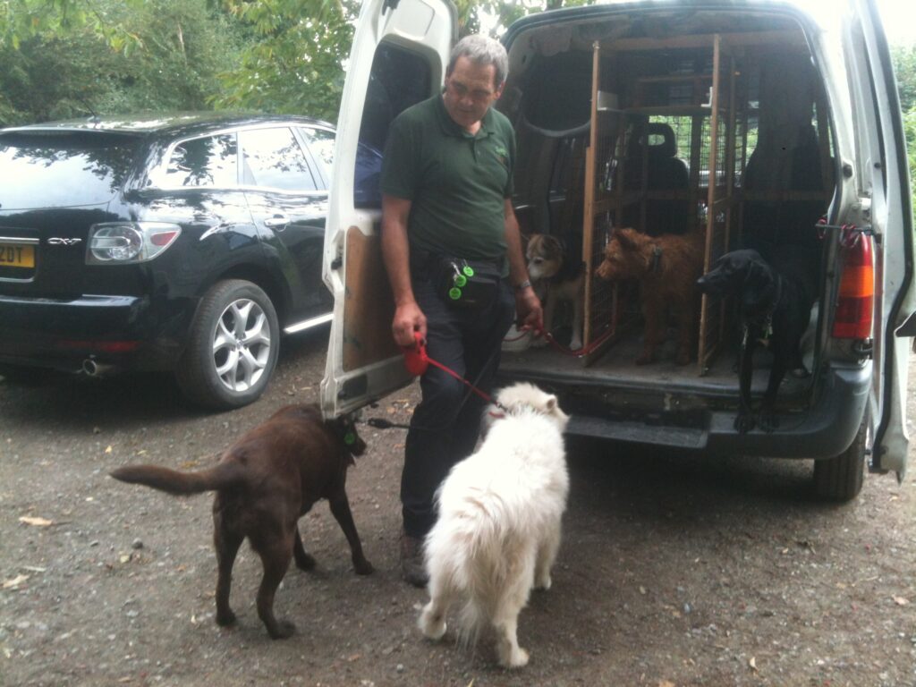 Jazzy Dogs