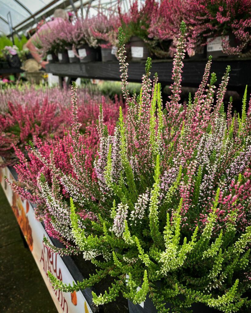 Tenterden Garden Centre Tenterden Garden Centre