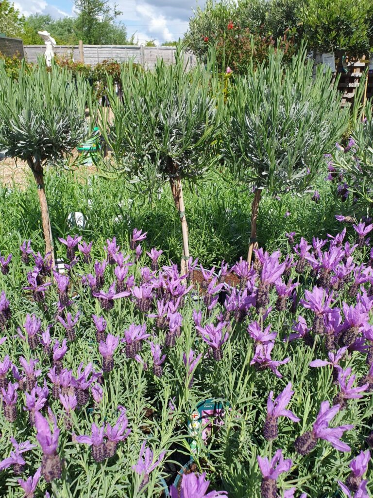 Tenterden Garden Centre Tenterden Garden Centre