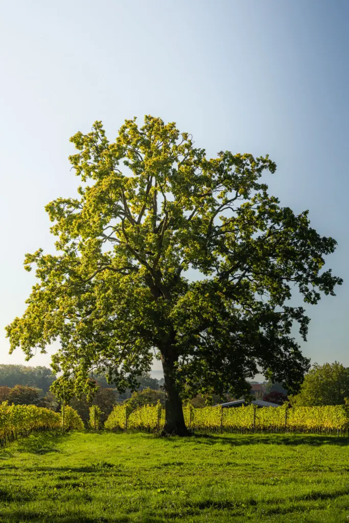 Hidden Spring Vineyard