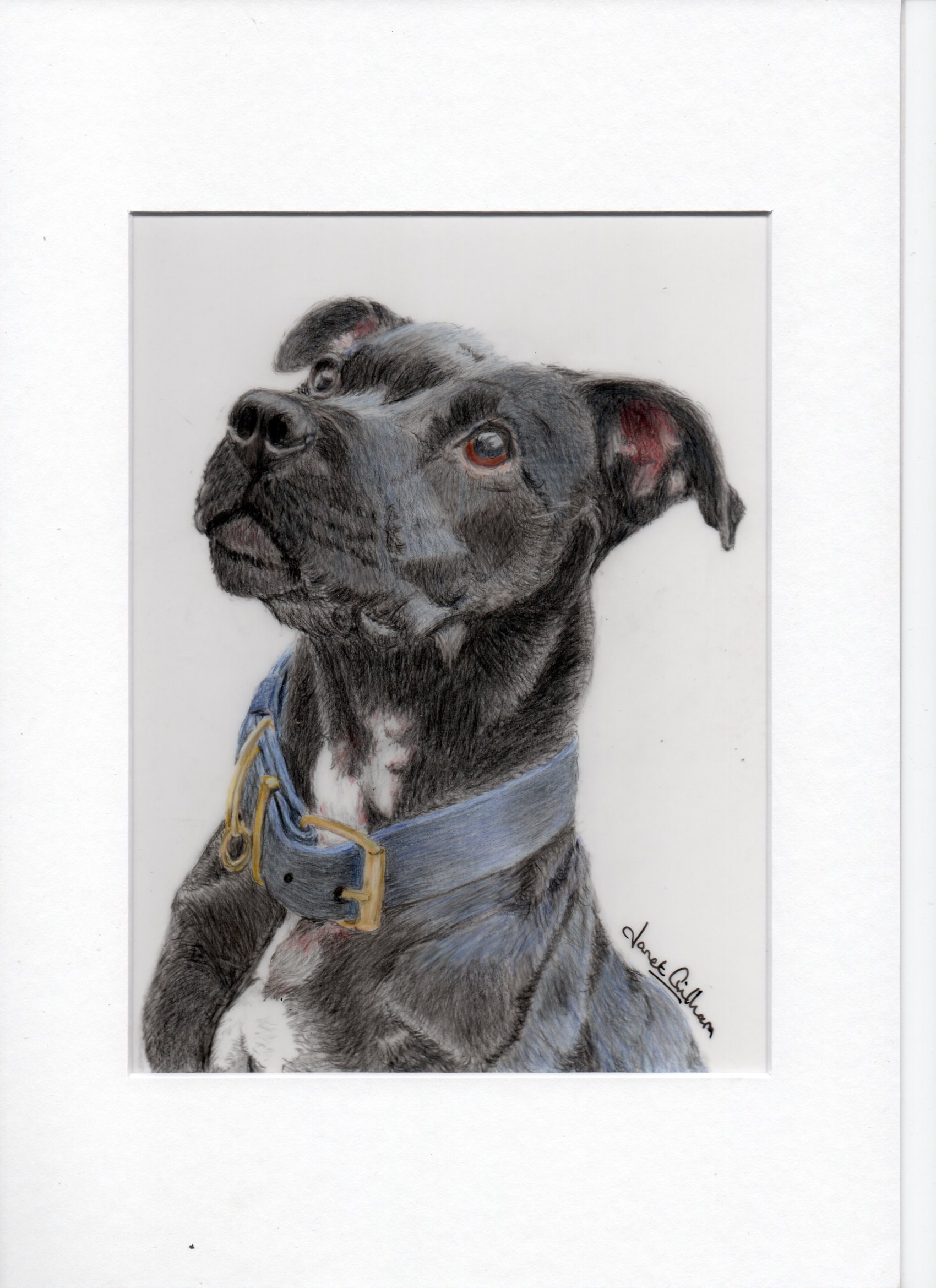 Pet Portraits in Coloured Pencil by Janet Gilham