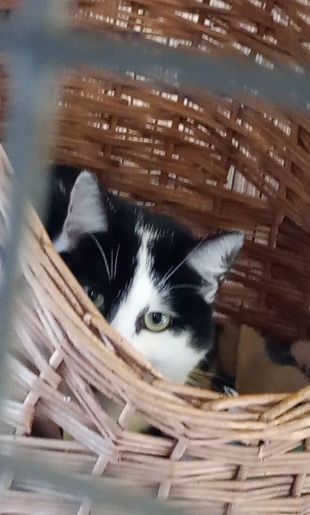 Iden Wood Cattery