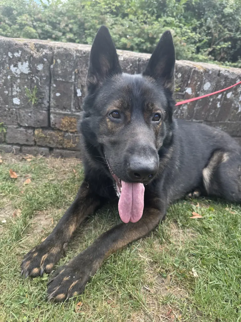Kings Dog Training