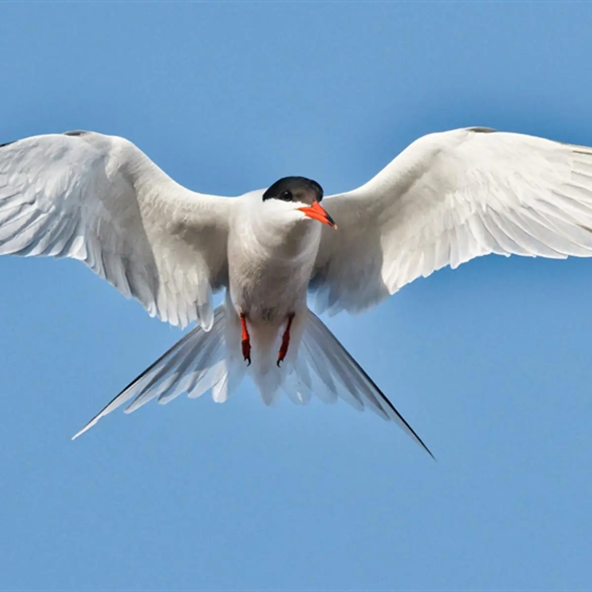 Barry Yates: How To Take Better Bird Photos Barry Yates: How To Take Better Bird Photos