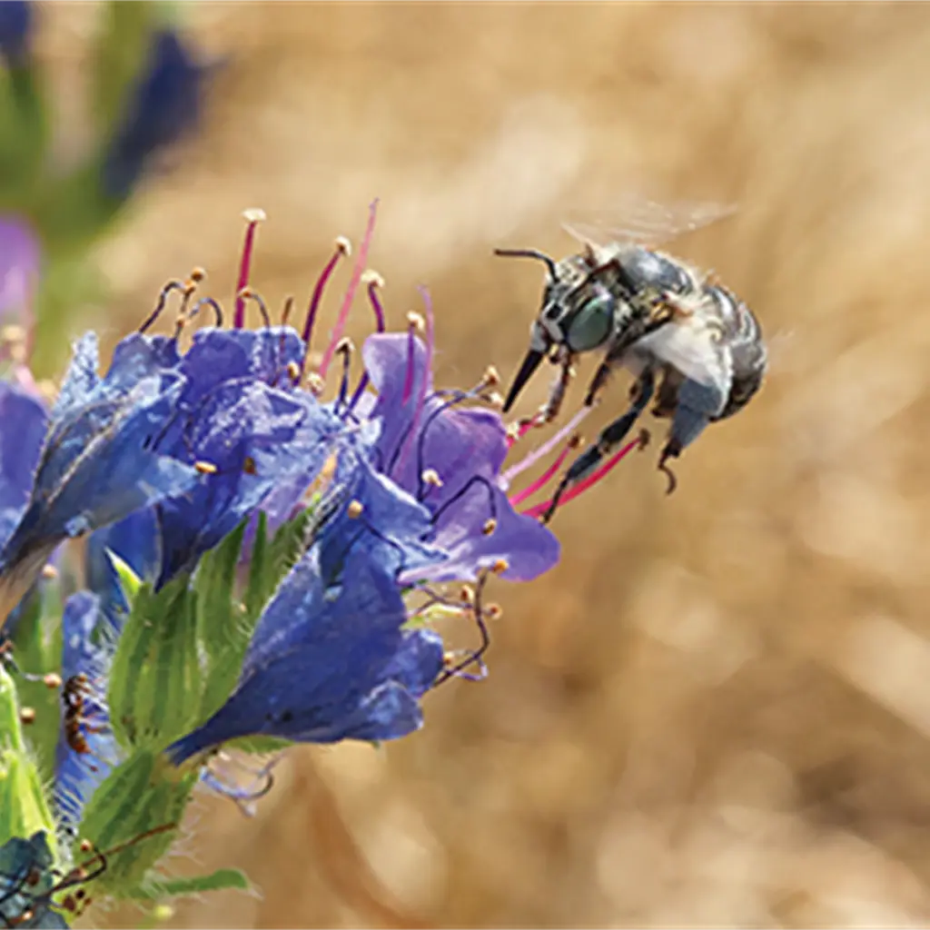 Jillian Eldridge & Louisa Crispin: It’s All About The Bees